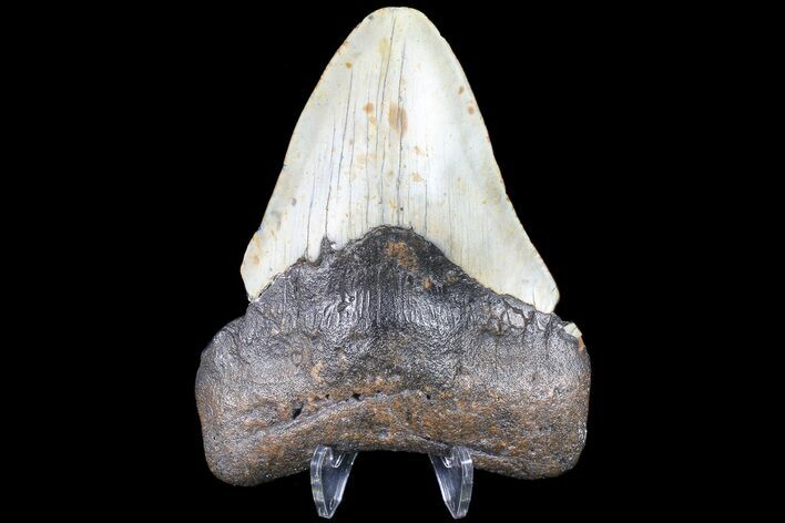 Bargain, Megalodon Tooth - North Carolina #83979